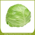 Wholesale fresh cabbage prices